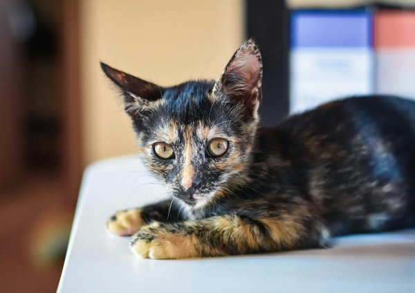 Welche Tiere leben in Mutualismus mit anderen Arten?