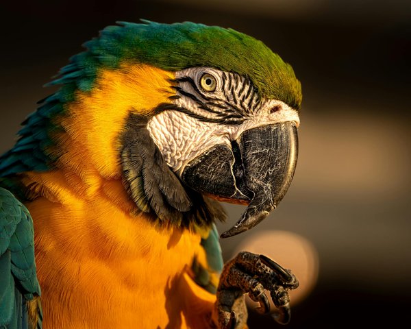 Wie kann man die ErnÃ¤hrung von Hunden individuell anpassen?